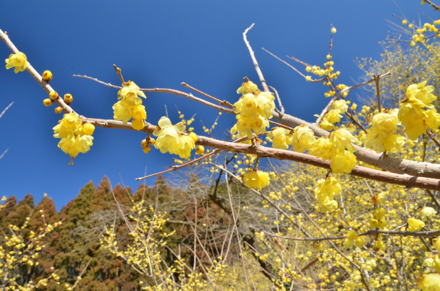 寄ロウバイ園(寄ロウバイまつり)【松田町】